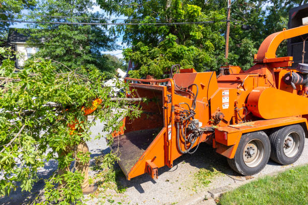 Best Tree Clearing Services  in Hampton, SC